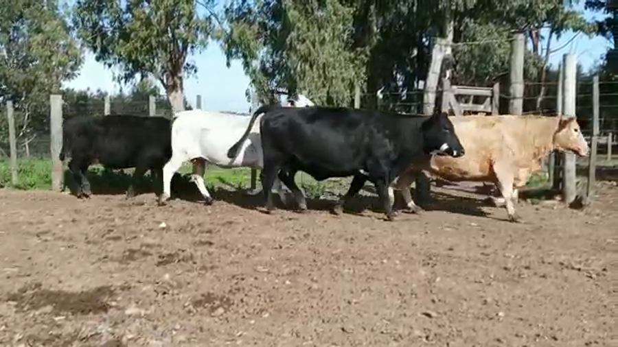 Lote (Vendido)18 Vaquillonas Vacas Preñadas AA-BRA.BRA.CARETAS a remate en 5to remate por pantalla ENTRE MARTILLOS, San José