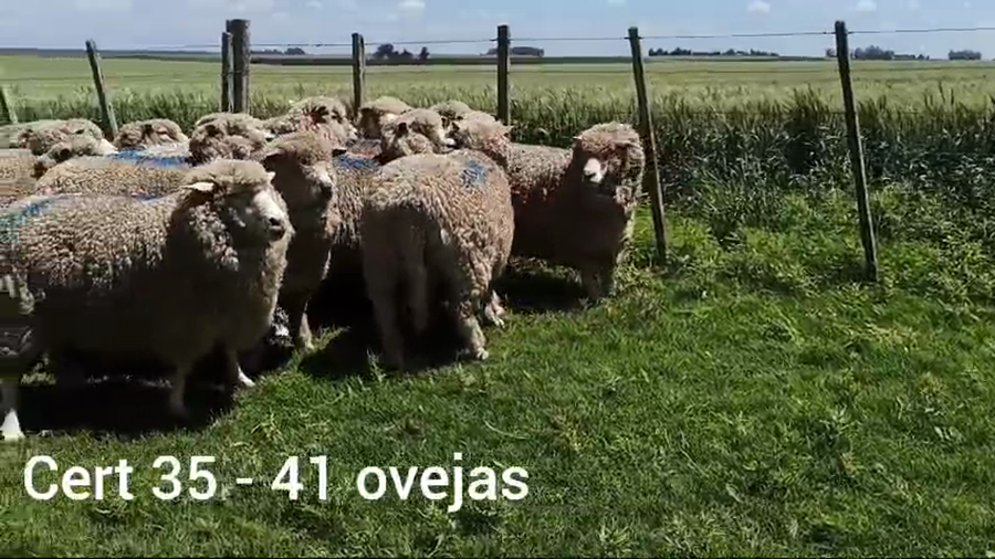 Lote OVEJAS