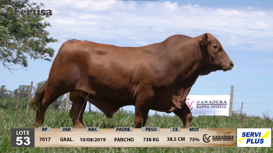 Lote Ganadera Santa Cecilia - Lote 53