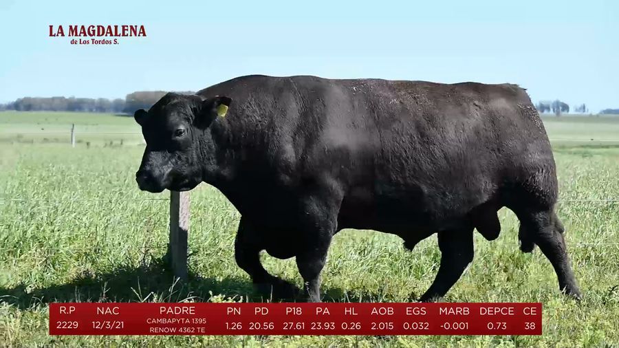Lote Toros a remate en La Magdalena y San Carlos, Artigas