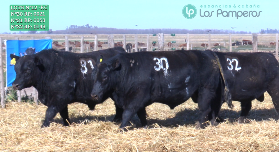 Lote TOROS PUROS CONTROLADOS