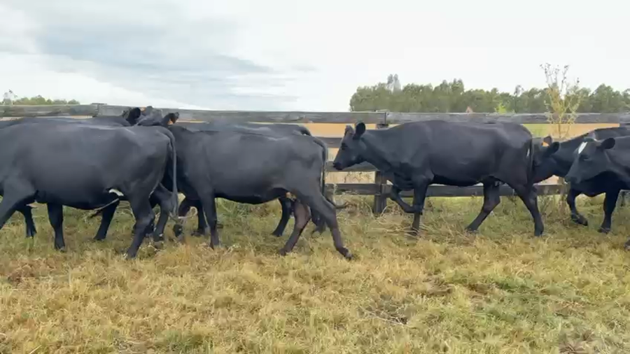 Lote VAQUILLONA PREÑADAS