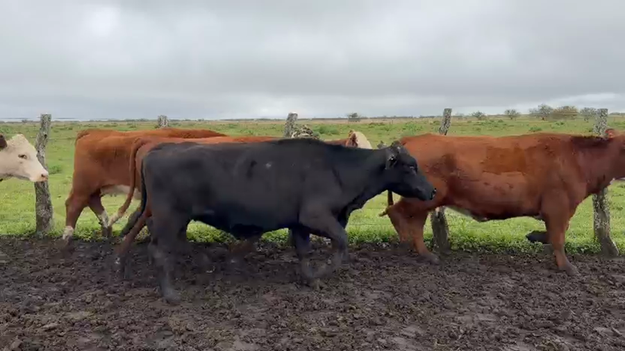 Lote 32 Vacas de invernar en Corrientes, Curuzú-Cuatiá