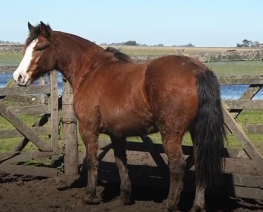 Lote ELCHAGUARAL DE ESTEBAN J NOUGUES