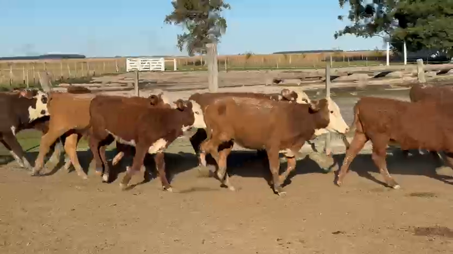 Lote 140 Terneros/as en Corrientes, Paso de Los Libres