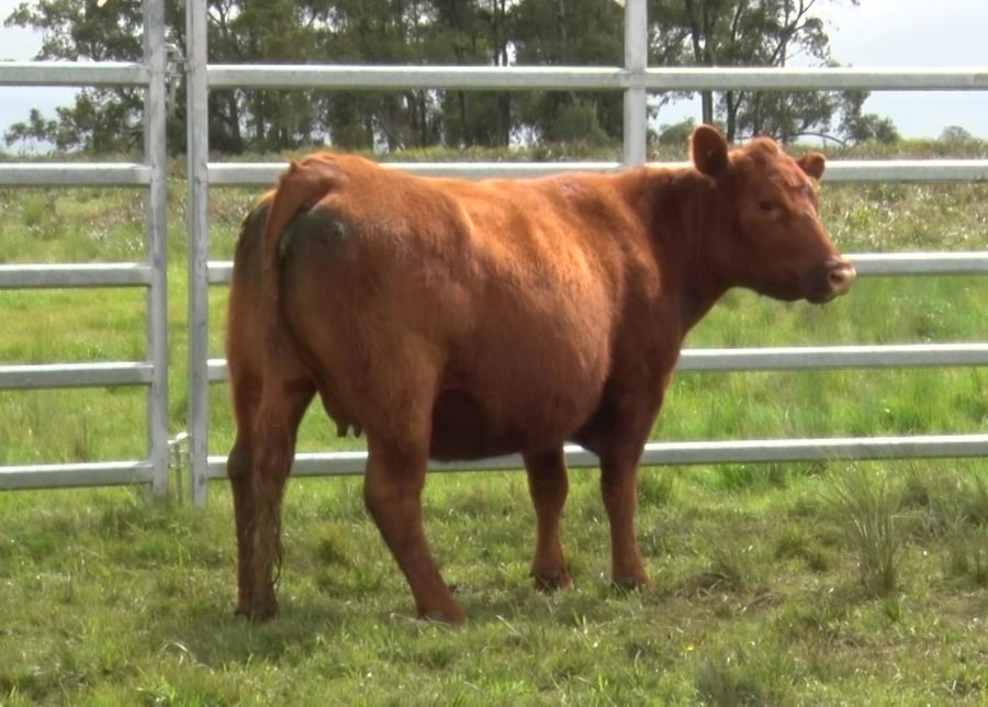 Lote VACAS PEDIGREE PREÑADAS
