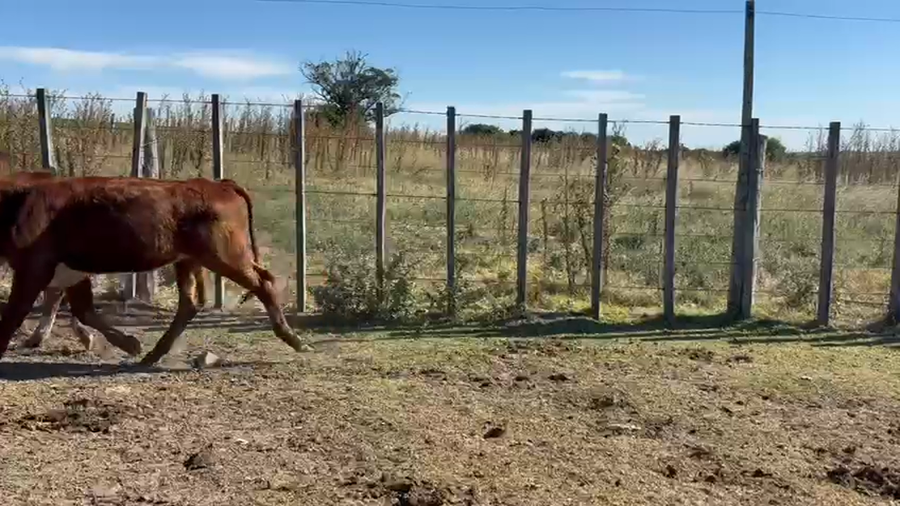Lote TERNEROS Y TERNERAS