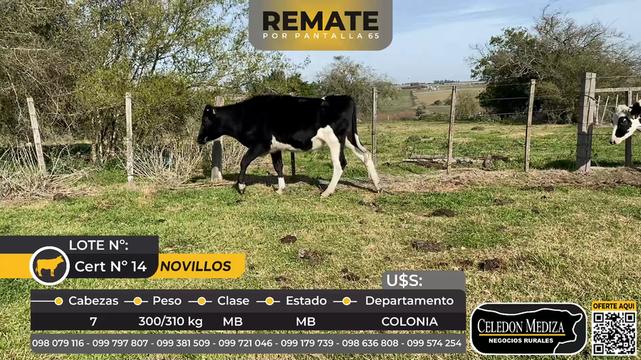 Lote 7 Novillos en Soriano
