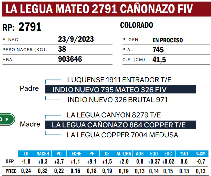 Lote TOROS ANGUS  PP