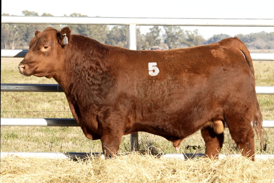 Lote TOROS ANGUS PUROS CONTROLADOS
