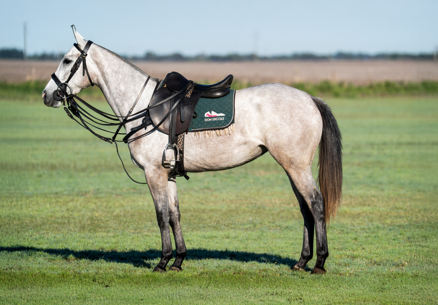 Lote DON ERCOLE CHARLIZE