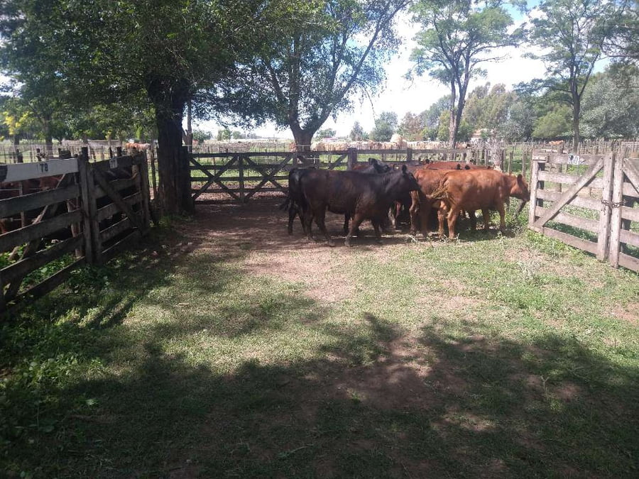 Lote 11 Vaquillonas en Gral. Lamadrid, Buenos Aires