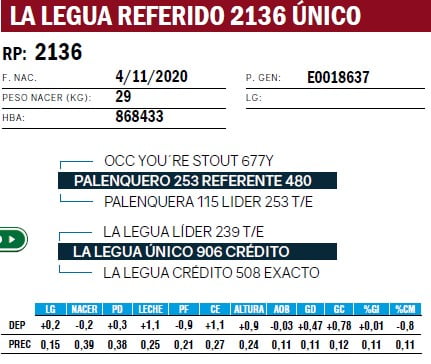 Lote VAQUILLONAS PURA DE PEDIGREE