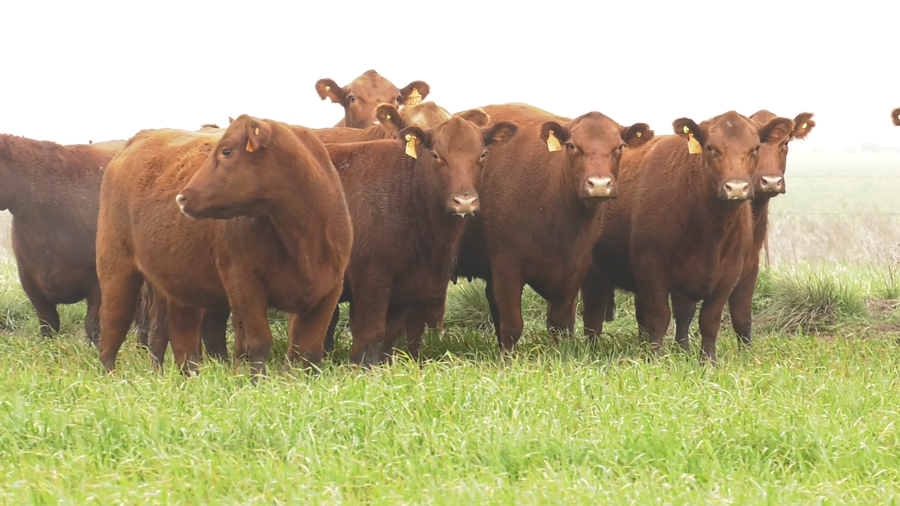 Lote VACAS  ANGUS COLORADAS MAS  C/ GTIA DE PREÑEZ