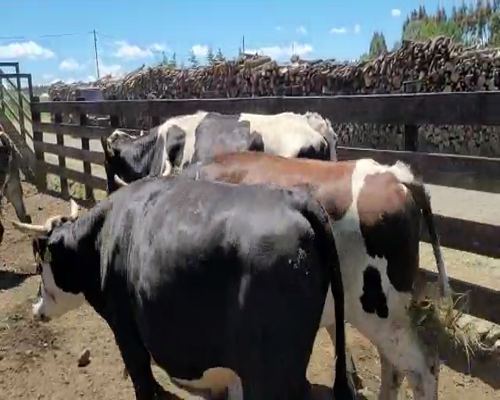 Lote 40 Novillo Gordo en Los Lagos, XIV Región Los Ríos