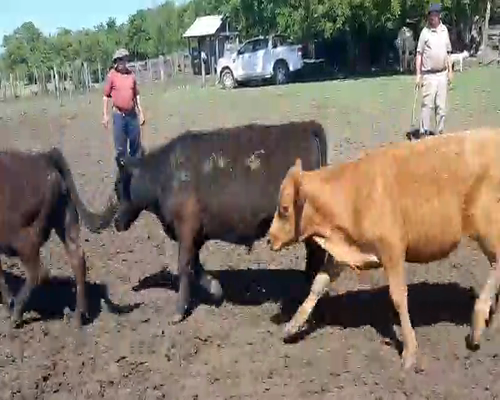 Lote 65 Terneros en Dolores, Buenos Aires