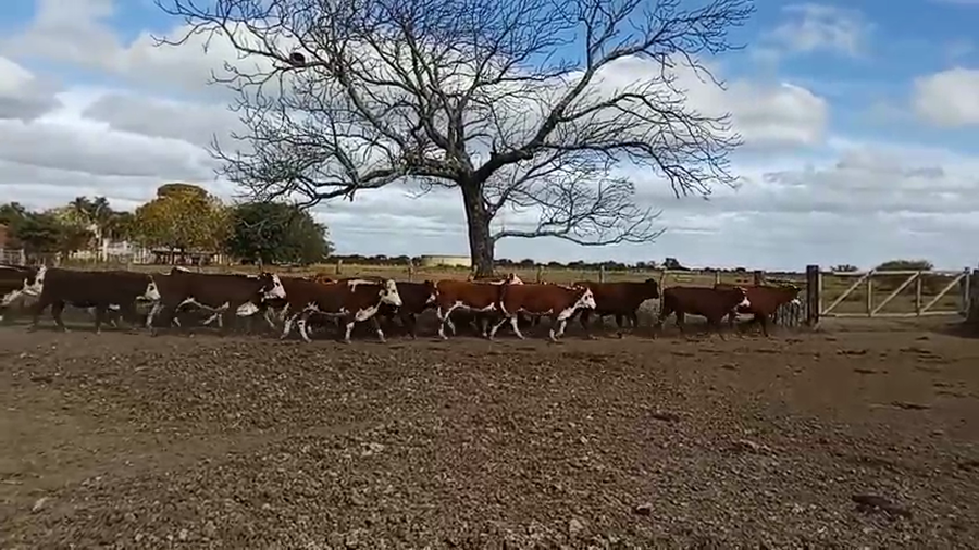 Lote 22 Vaquillonas