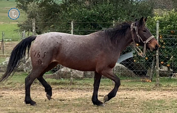 Lote DINAMITA MOLLES