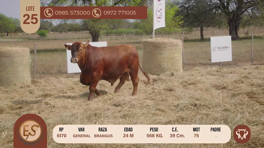 Lote TOROS BRANGUS 24 MESES