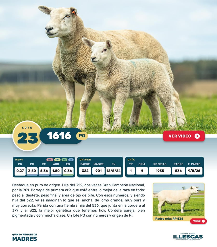 Lote Lote 23