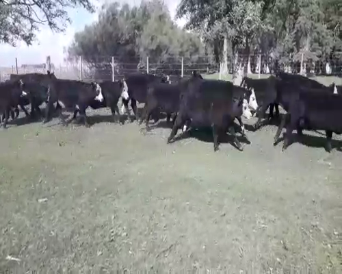 Lote Terneros/as en Recalde, Buenos Aires