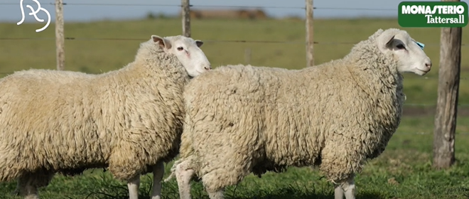 Lote CARNEROS(CORRAL 58)