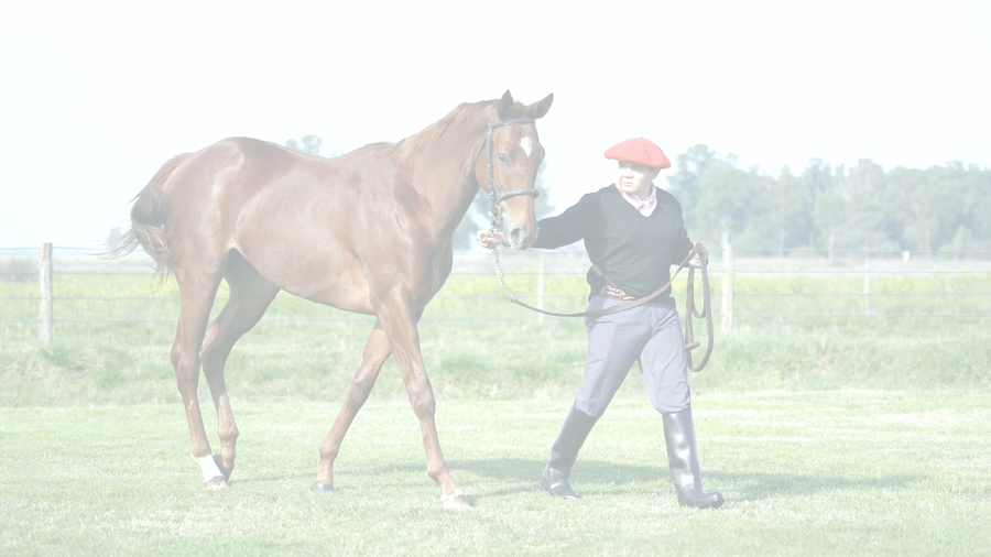 Lote DELIRIO ENDOSADO (ENDORSEMENT - DANUM)