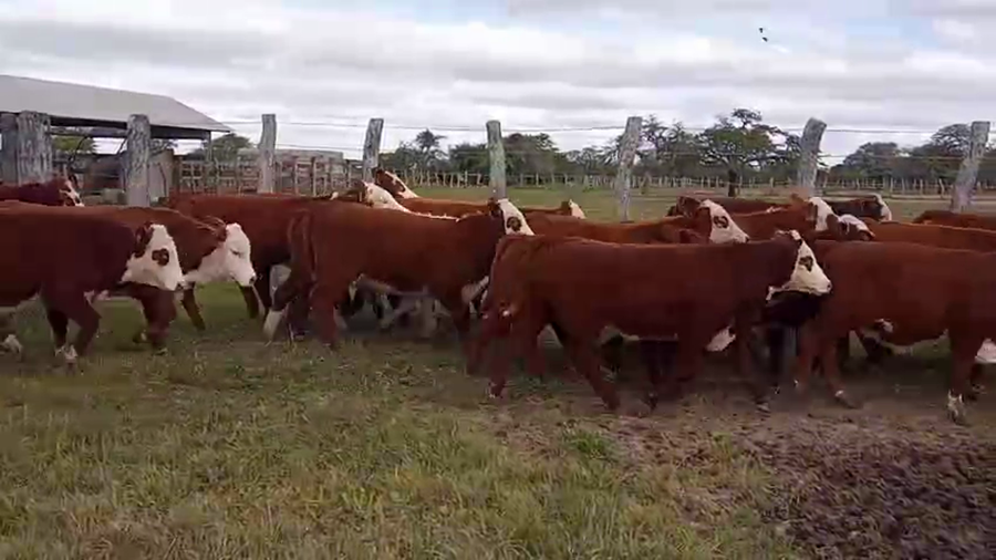 Lote 65 Terneros en Corrientes, Mercedes