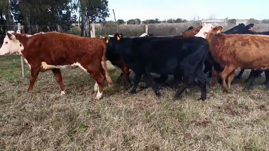 Lote 9 Vaca a remate en Pantalla Camy, San José