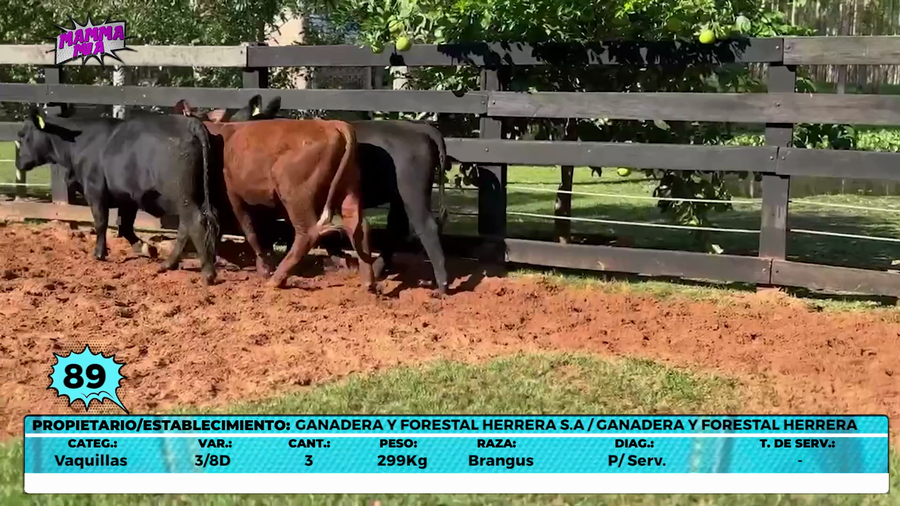 Lote LOTE 89- EN VIVO