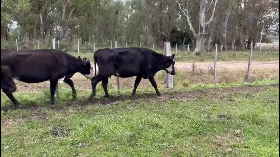 Lote VACAS INVERNADA