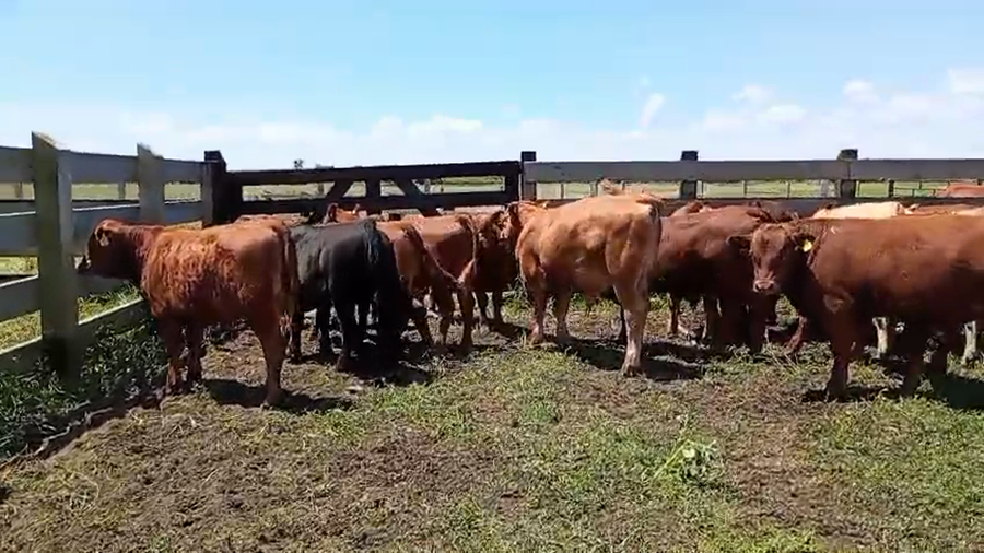 Lote 28 Ternero en Toltén, IX Región Araucanía