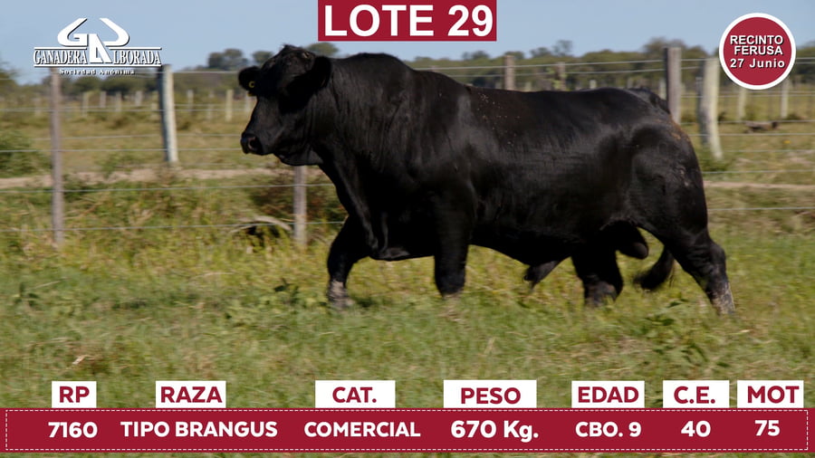 Lote Reproductores de Alborada - Lote 29