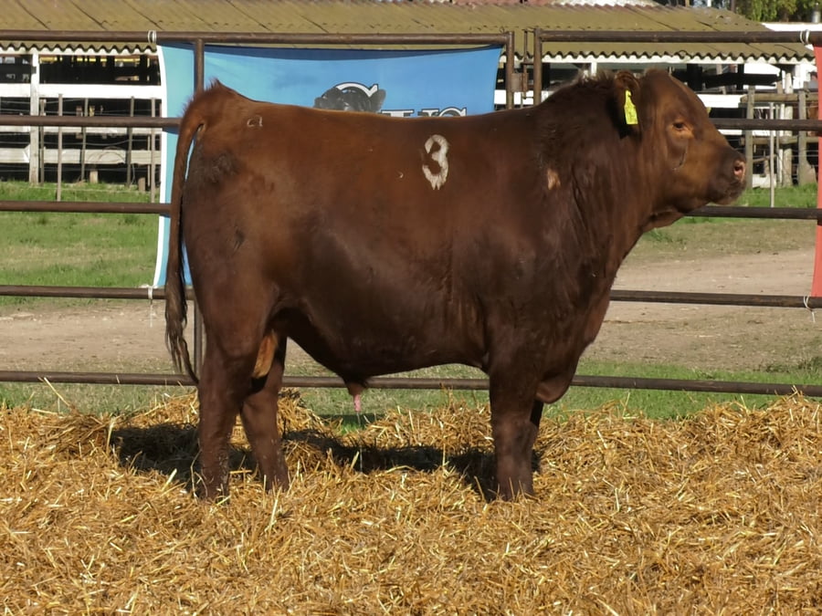 Lote TOROS ANGUS COLORADOS PC