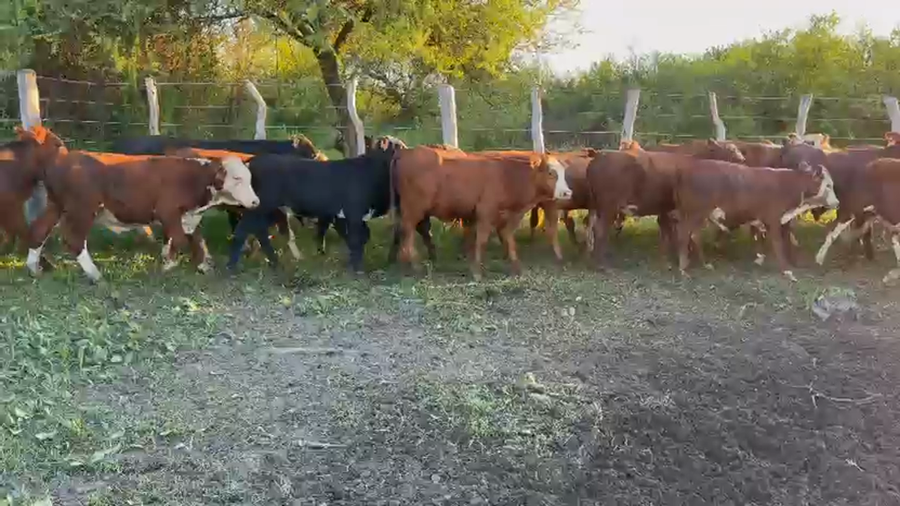 Lote 65 Novillitos