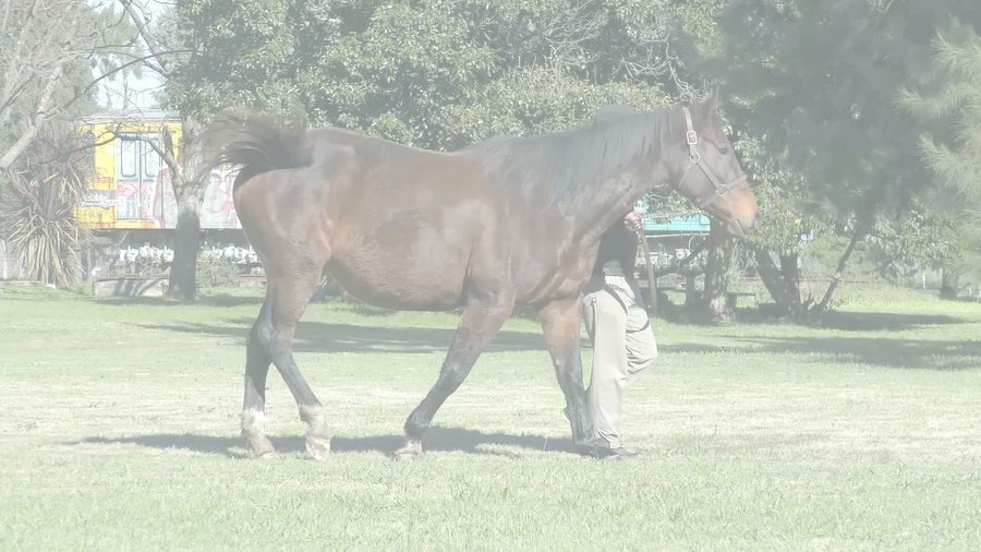 Lote LA CHUNGUERA (THE LEOPARD -  LA BROMISTA)  Preñez por  VERIFYING