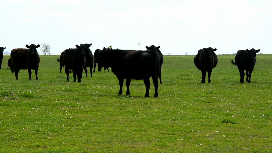 Lote Vaquillonas generales al parir