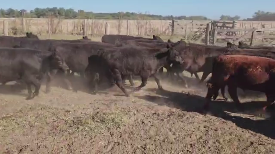 Lote 65 TERNS MACHOS, RAUCH, PCIA. DE BS. AS.