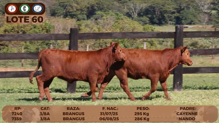 Lote LOTE 60