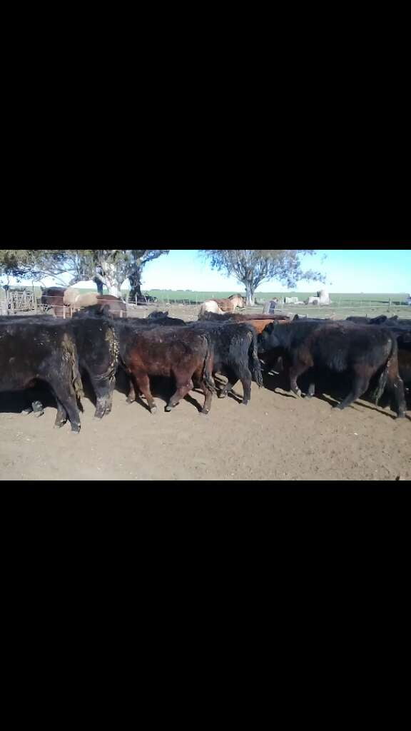 Lote 30 Novillitos y vaquillonas en Benito Juárez, Buenos Aires