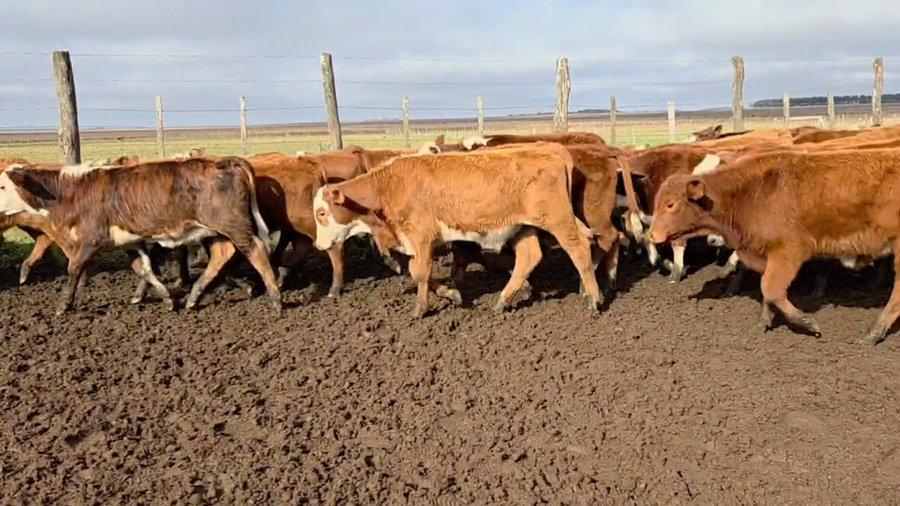 Lote 150 Terneros/as en Corrientes, Santo Tomé