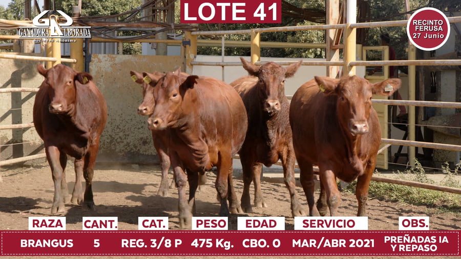 Lote Reproductores de Alborada - Lote 41