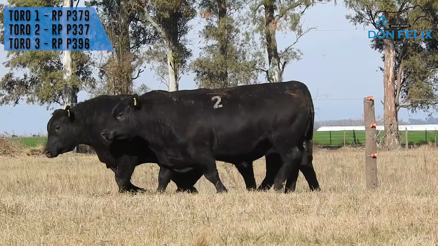 Lote "Cabaña ""Don Felix"" Toros Angus PC"