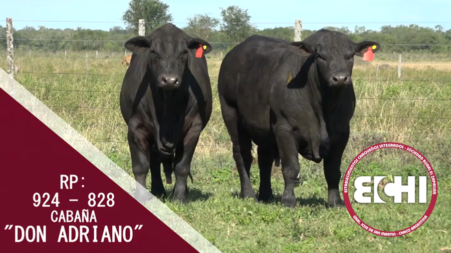 Lote TOROS BRANGUS CABAÑA DON ADRIANO