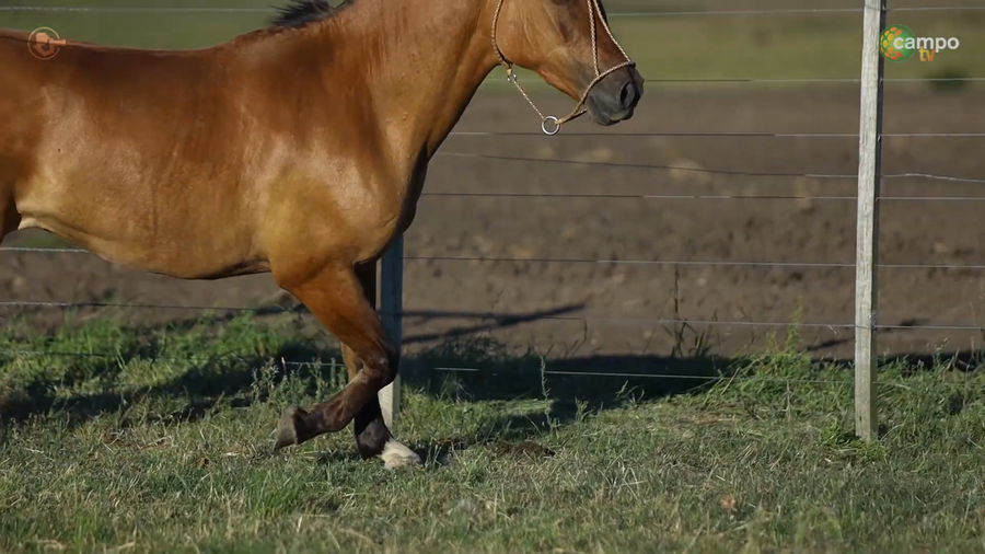 Lote LA ROSADA MALA MUJER