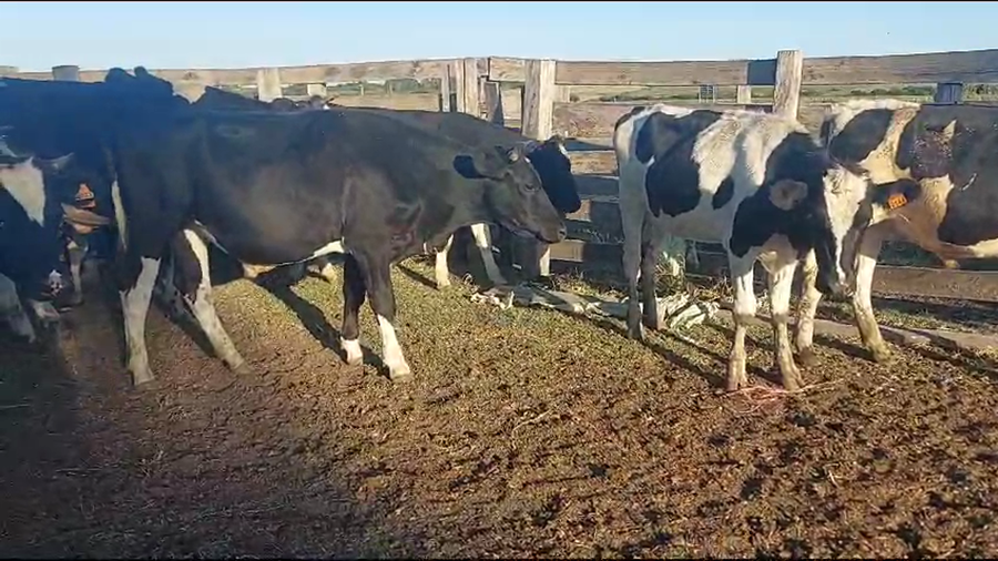 Lote 27 Novillos Holando a remate en Pantalla Camy en Libertad