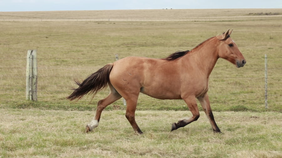 Lote TERRON Tijereta 11