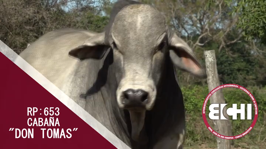 Lote TORO BRAHMAN CABAÑA DON TOMAS