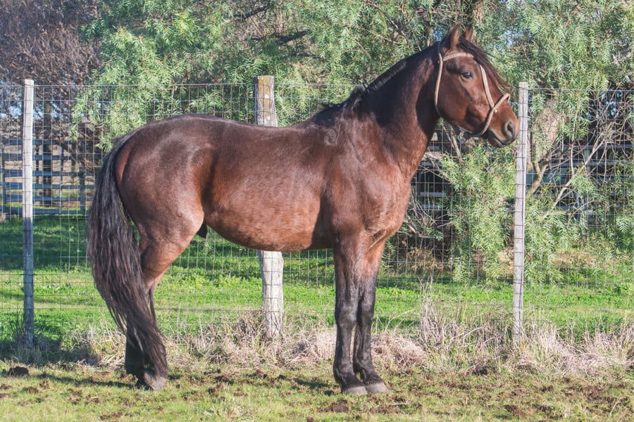 Lote GABANO DEL CENCERRO