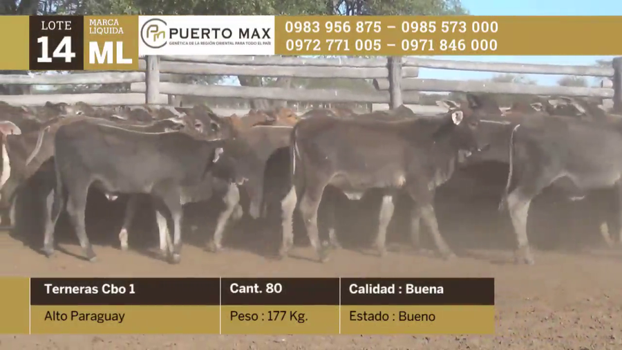 Lote Terneras más de 170 kg